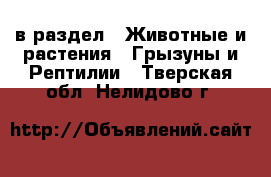  в раздел : Животные и растения » Грызуны и Рептилии . Тверская обл.,Нелидово г.